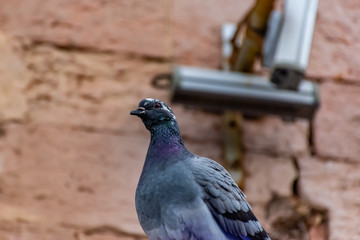 An urban pigeon perching on a roof looking funny and curiously at camera with its head cocked