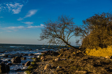 tree on the beach