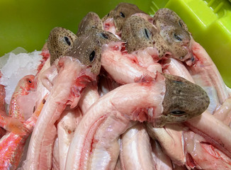 peces desollados en caja verde