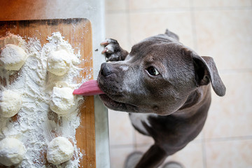 Hungry American Staffordshire Terrier stealing dough at kitchen