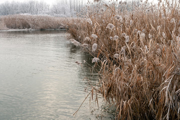 Winter lake with frosty reed on the hungarian countryside