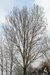 Fototapeta premium Winter trees in the hungarian countryside