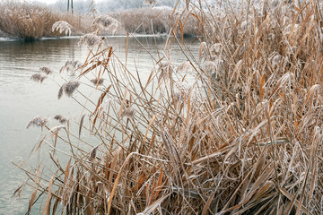 Close up shot of frosty reed on a winter lake