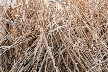 Close up shot of frosty reed on a winter lake
