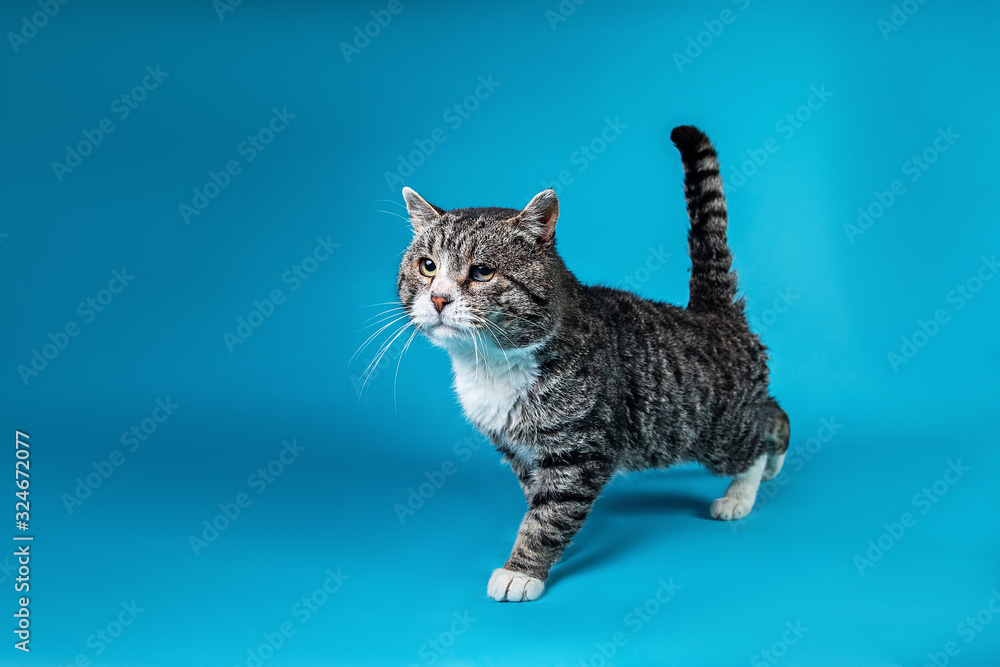 Wall mural serious old cat walking in in studio on blue background