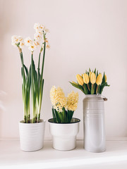 Different spring flowers in full bloom in vases and pots against white background.