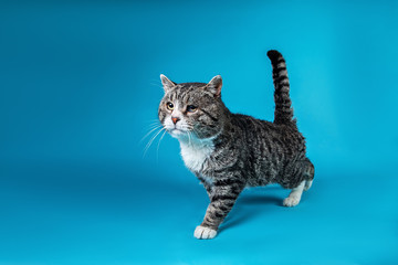 Serious old cat walking in in studio on blue background
