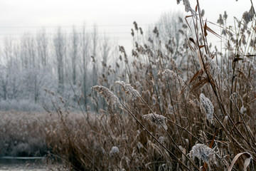 Close up shot of frosty reed on a winter lake