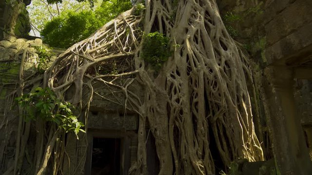 Tree Roots Growing out of Ta Prohm Temple Door in Angkor Wat, Cambodia