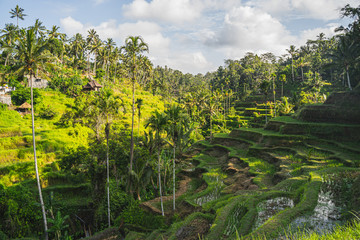 Fototapeta na wymiar Beautiful landscape of rice fields on the island