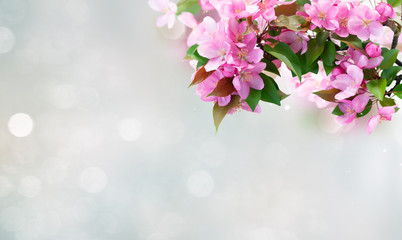 Spring tree flowers
