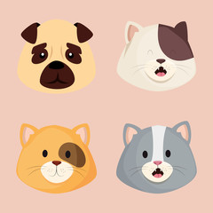 faces of cute little cats with dog vector illustration design