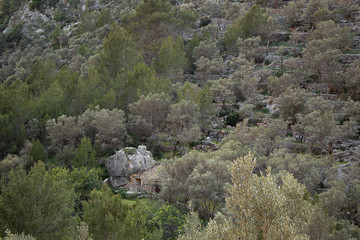 pinos y olivos centenarios