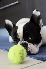 Ritratto bouledogue francese con pallina da tennis