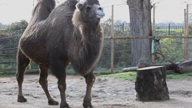 Bactrian Camel feeding in the zoo