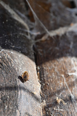 Dead beetle in an old spider web on wood.
