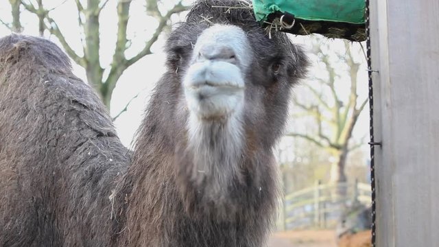 Bactrian Camel feeding in the zoo
