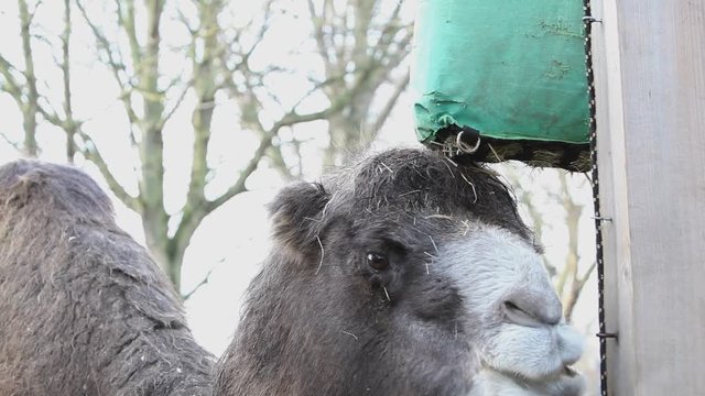 Bactrian Camel feeding in the zoo