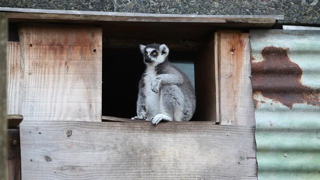 ring tailed lemur catta perched in its inclosure
