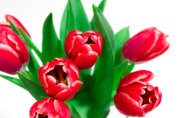 Bouquet of red tulips on a white background. International women day. Holidays. Hello spring