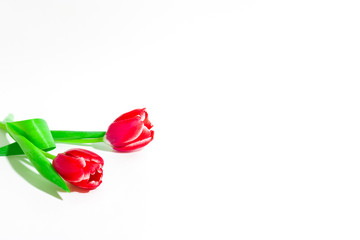Red Tulip on a white background. International women day. Holidays. Hello spring