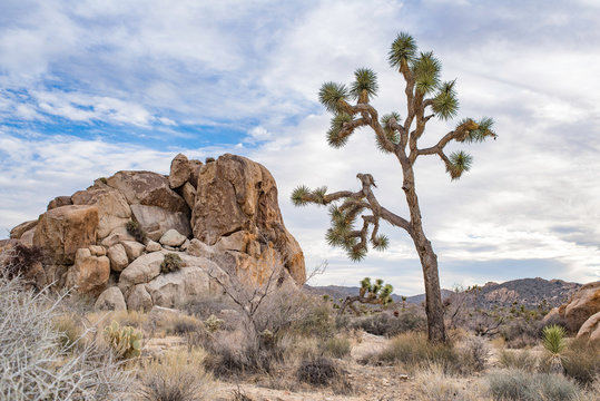 USA, California, San Bernadino County, Joshua Tree National Park. Twisting branches of a Joshua Tree (Yucca brevifolia) reaching over granite boulders towards the sky.