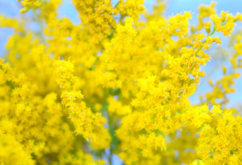 Obraz premium Yellow small flowers on a blue background. Bright floral composition. Selective focus.