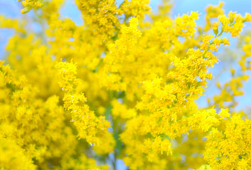 Yellow small flowers on a blue background. Bright floral composition. Selective focus.