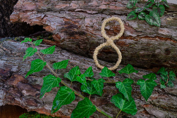 Happy Women's Day. Background for Women's Day. Greeting card international women's day March 8. piece of bark