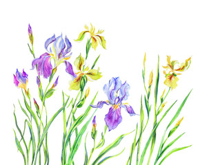 Blooming irises, purple and yellow, watercolor painting on a white background.