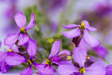 Detail of a group of purple flowers over white background. Great bokeh of purple flowers and green stems at the background and nice details of the flowers in the foreground