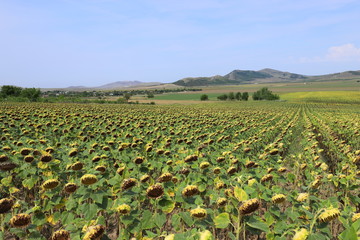 Fototapeta na wymiar Sunflowers at the Măcin Mountains