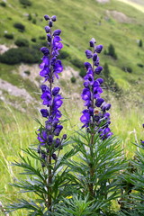 Gew&ouml;hnlicher Blauer Eisenhut, Aconitum napellus ssp. vulgare
