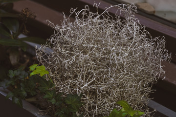A small plexus of branches made from textile fibers; Artificial plant in the form of decoration