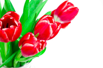 Fototapeta premium Bouquet of red tulips on a white background. International women day. Holidays. Hello spring