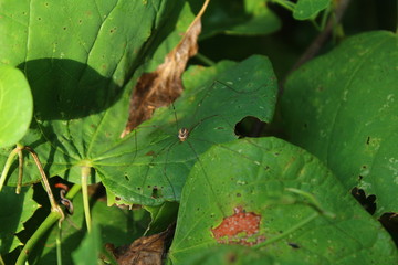 Spider on green leaves