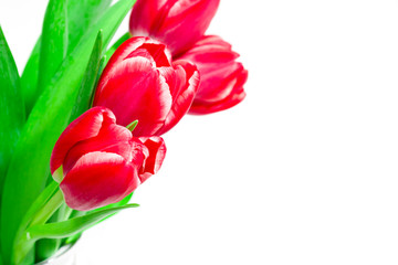Fototapeta premium Bouquet of red tulips on a white background. International women day. Holidays. Hello spring