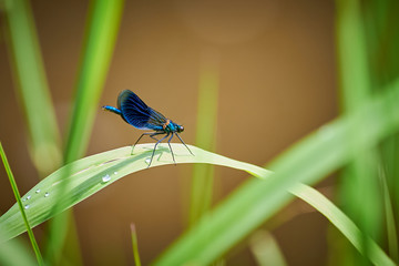 Blue Damselfly Insect sitting on a leaf