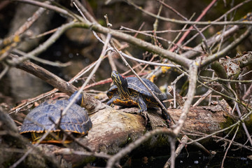 Yellow-bellied slider turtles (Trachemys scripta scripta) Warming Up	