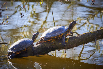 Yellow-bellied slider turtles (Trachemys scripta scripta) Warming Up	