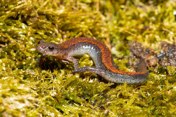 Obraz na płótnie Canvas Redback salamander - Plethodon cinereus