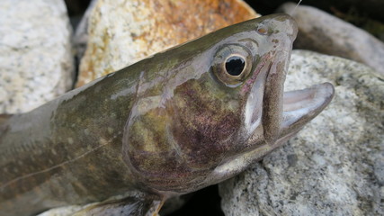 岩魚, 新鮮, きれい, 釣り