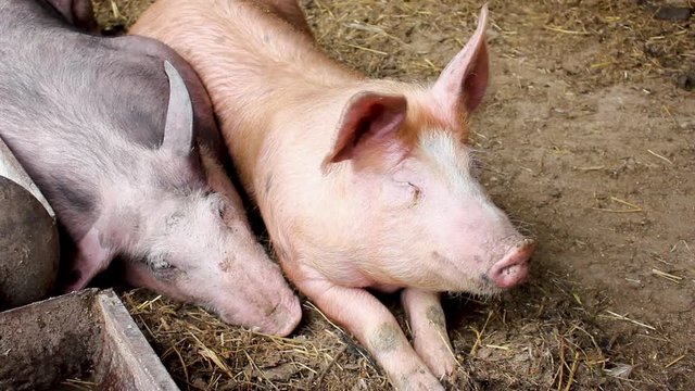 Pigs lie in the barn and rest after an early meal. Two pigs in a home farm.