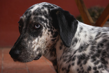 Shy Dalmatian with blue eyes staring. White and black spots dog looking scared. Home pet concept