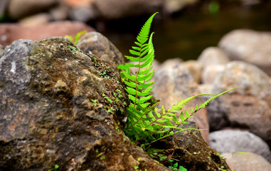 Fern plants - Ferns grow on rocks, plants grow on rocks
