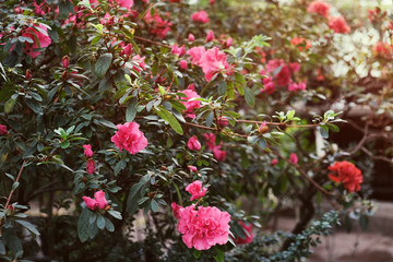 Naklejka premium Beautiful flowering Azalea (rhododendron) garden. Spring or summer background.