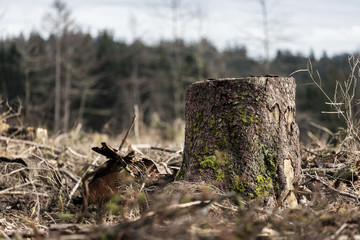 a cut down winter forest