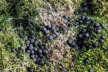 Deer poop in the forest