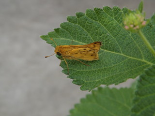 Fiery Skipper Moth On A Lantana Leaf