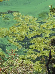 Fototapeta na wymiar Stagnant Bacterial Algae Bloom in Lake Water